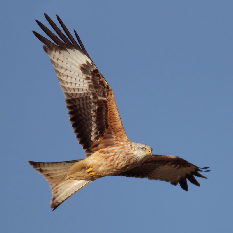 Red kite (milvus milvus), Grancy, Switzerland, April 2011