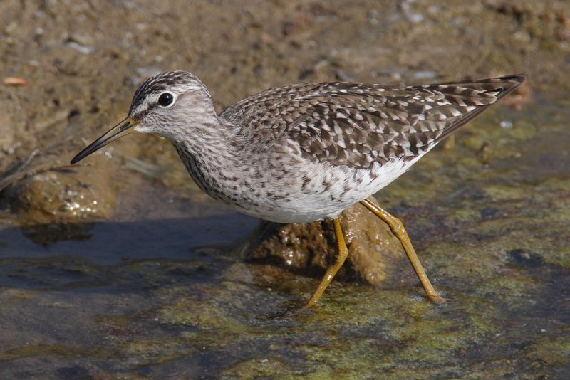 Wood sandpiper (tringa glareolus), Leuk, Switzerland, April 2011