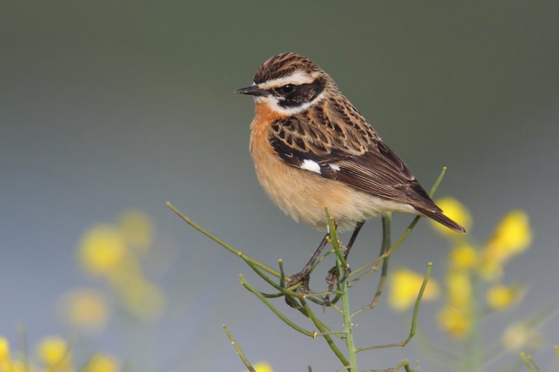 Whinchat (saxicola rubetra), Echandens, Switzerland, April 2011