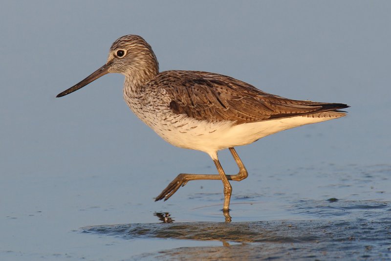 Common greenshank (tringa nebularia), Prverenges, Switzerland, April 2011