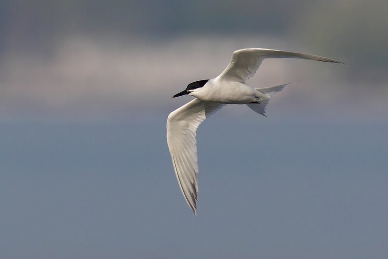 Sandwich tern (thalasseus sandvicensis), Prverenges, Switzerland, May 2011