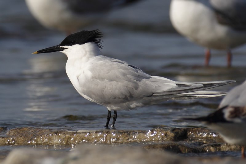 Sandwich tern (thalasseus sandvicensis), Prverenges, Switzerland, May 2011