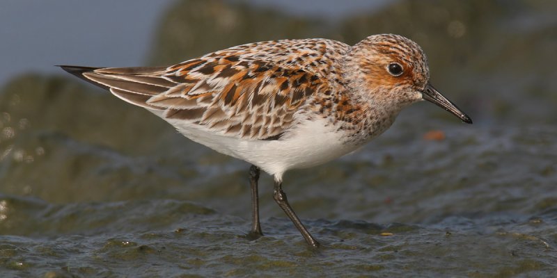 Sanderling (calidris alba), Prverenges, Switzerland, May 2011