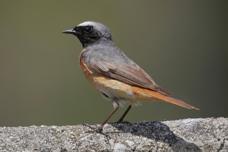 Common redstart (phoenicurus phoenicurus), Leuk, Switzerland, June 2011