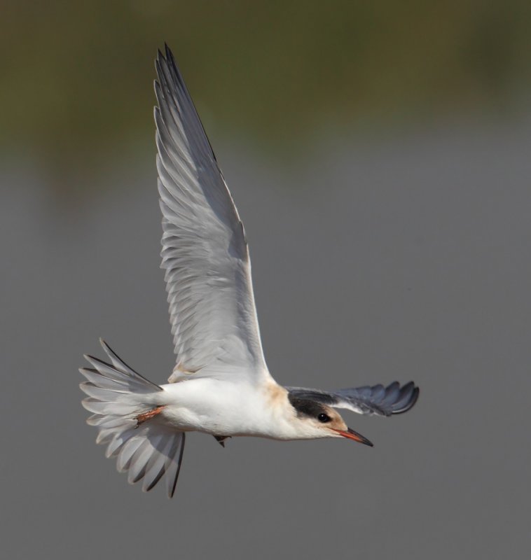 Common tern (sterna hirundo), Santa Pola, Spain, June 2011