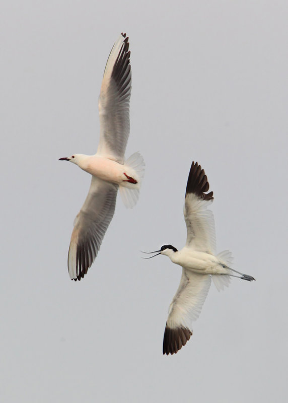 Avocet (recurvirostra avosetta), Santa Pola, Spain, June 2011