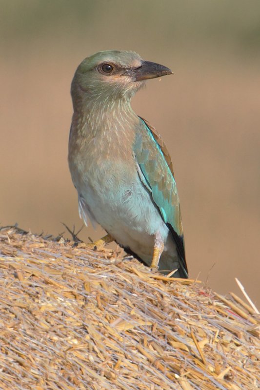 European roller (coracias garrulus), Vullierens, Switzerland, August 2011