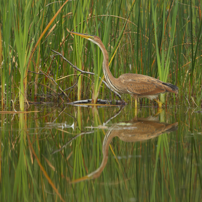 Purple heron (ardea purpurea), Champ-Pittet, Switzerland, August 2011