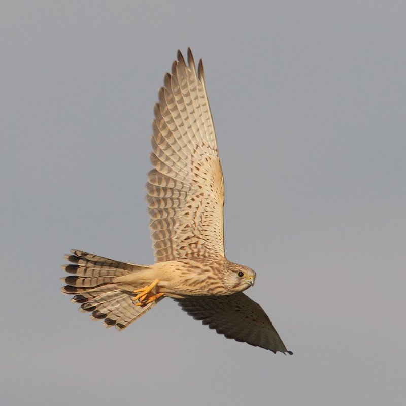Common kestrel (falco tinnunculus), Vullierens, Switzerland, August 2011