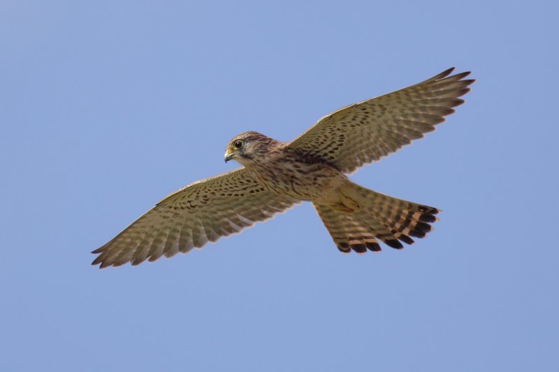 Common kestrel (falco tinnunculus canariensis), Costa Adeje (Tenerife), Spain, September 2011