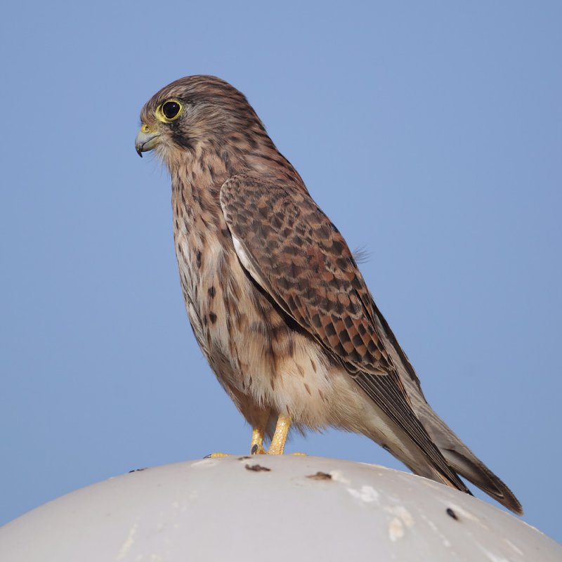 Common kestrel (falco tinnunculus canariensis), Costa Adeje (Tenerife), Spain, September 2011