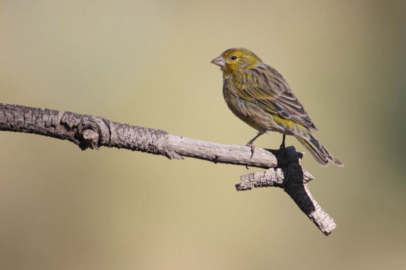 Atlantic canary (serinus canaria), Las Lajas (Tenerife), Spain, September 2011