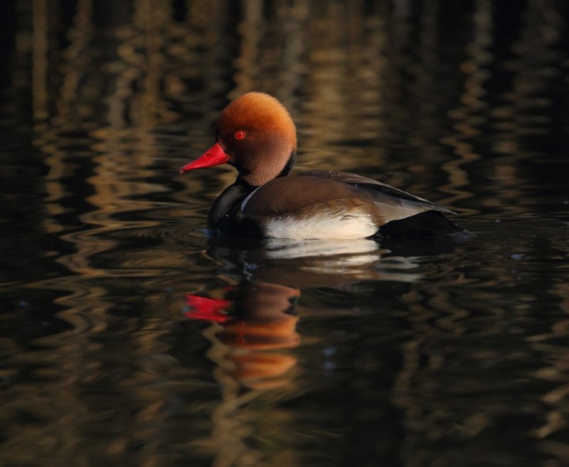 Red-crested pochard (netta rufina), Noville, Switzerland, November 2011