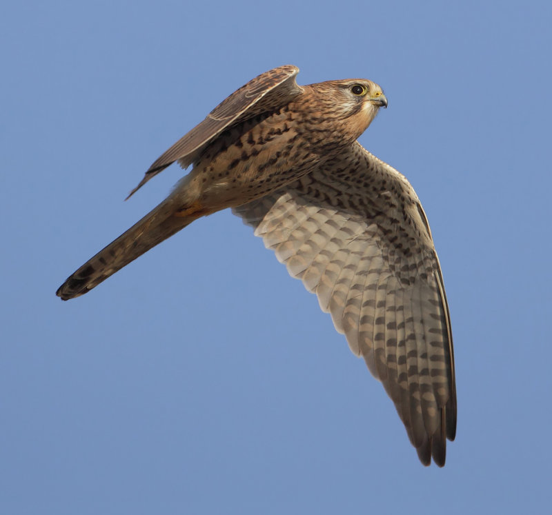 Common kestrel (falco tinnunculus), Montricher, Switzerland, January 2012