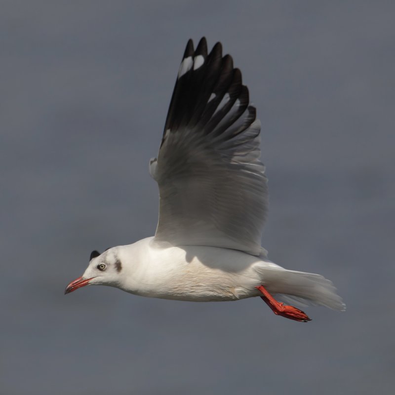 Brown-headed gull (chroicocephalus brunnicephalus), Harike Pattan, India, February 2012