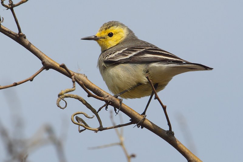 Citrine wagtail (motacilla citreola), Harike Pattan, India, February 2012