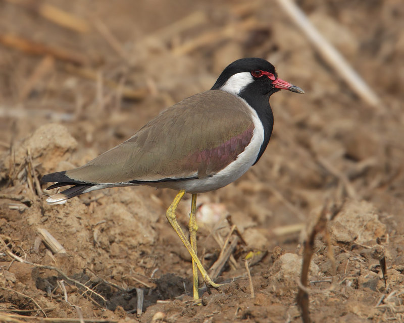 Red-wattled lapwing (vanellus indicus), Amritsar, India, February 2012