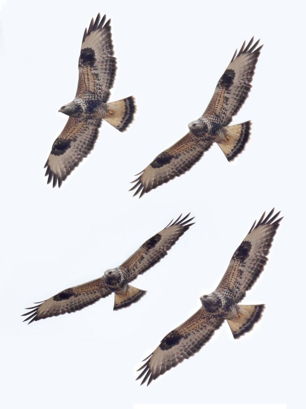 Rough-legged buzzard (buteo lagopus), Delley, Switzerland, February 2012
