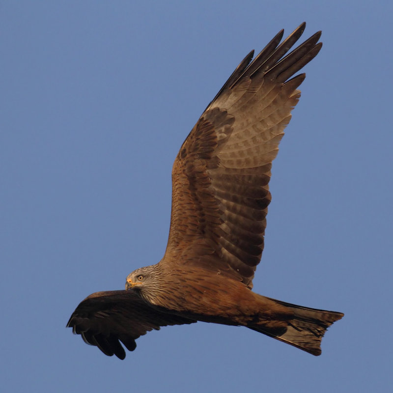 Black kite (milvus migrans), Echandens, Switzerland, March 2012