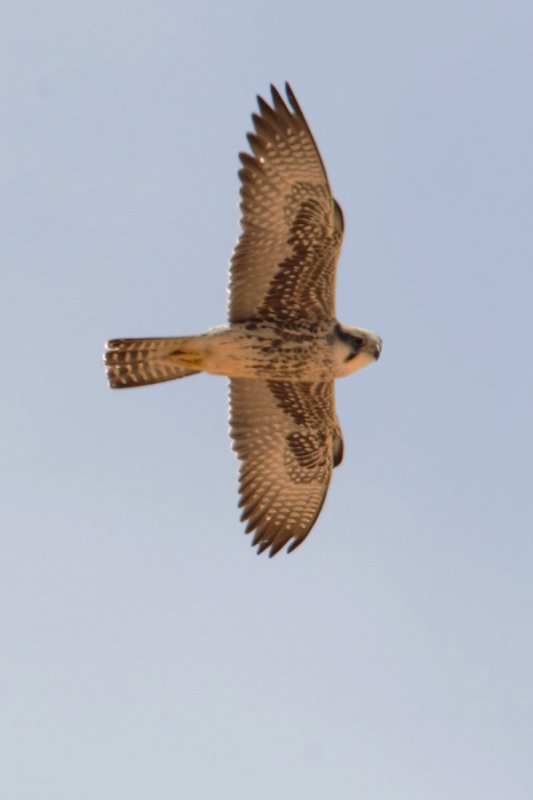 Lanner falcon (falco biarmicus erlangeri), Tatouine, Tunisia, April 2012