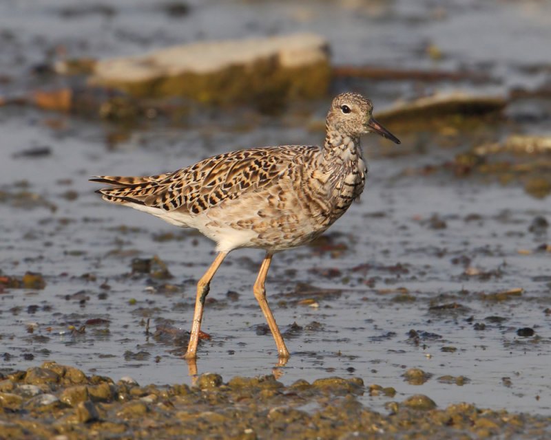 Ruff (philomachus pugnax), Prverenges, Switzerland, April 2012