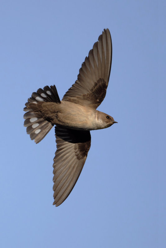 Crag martin (ptyonoprogne rupestris), Saint-Luc, Switzerland, May 2012
