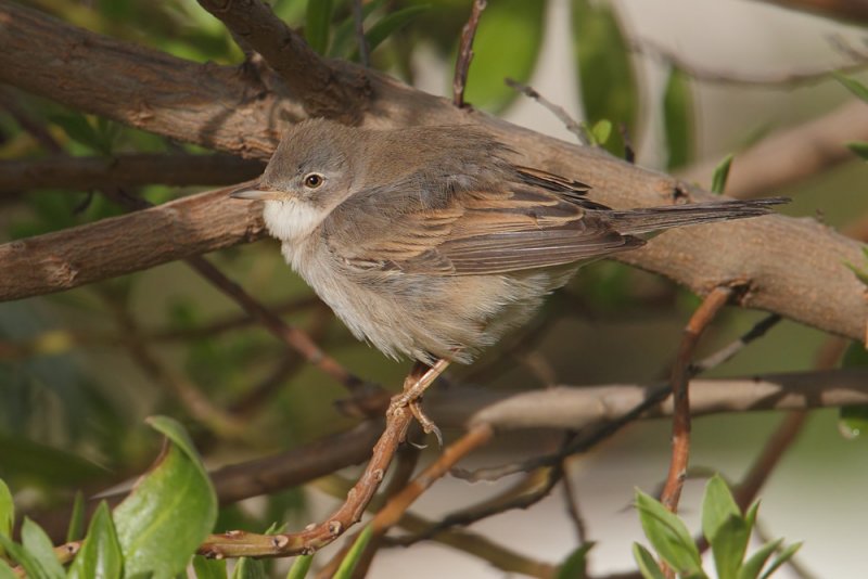 Common whitethroat (sylvia communis), Djerba, Tunisia, April 2012