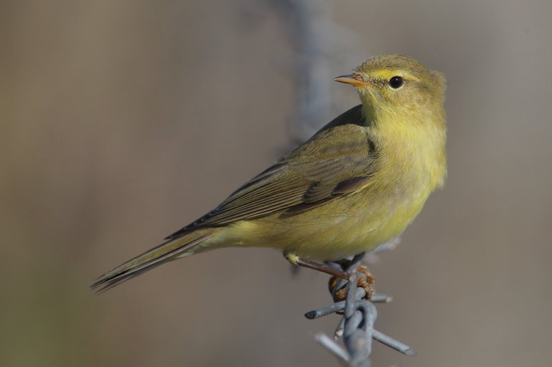 Willow warbler (phylloscopus trochilus), Echandens, Switzerland, August 2012
