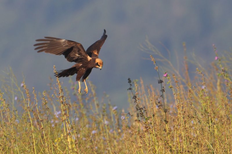 Marsh harrier (circus aeruginosus), Cuarnens, Switzerland, August 2012