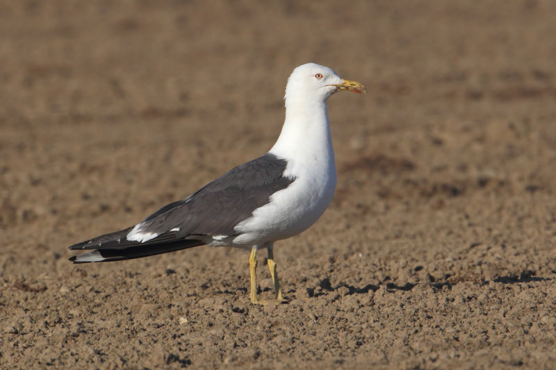Lesser black-backed gull (larus fuscus), Cuarnens, Switzerland, August 2012
