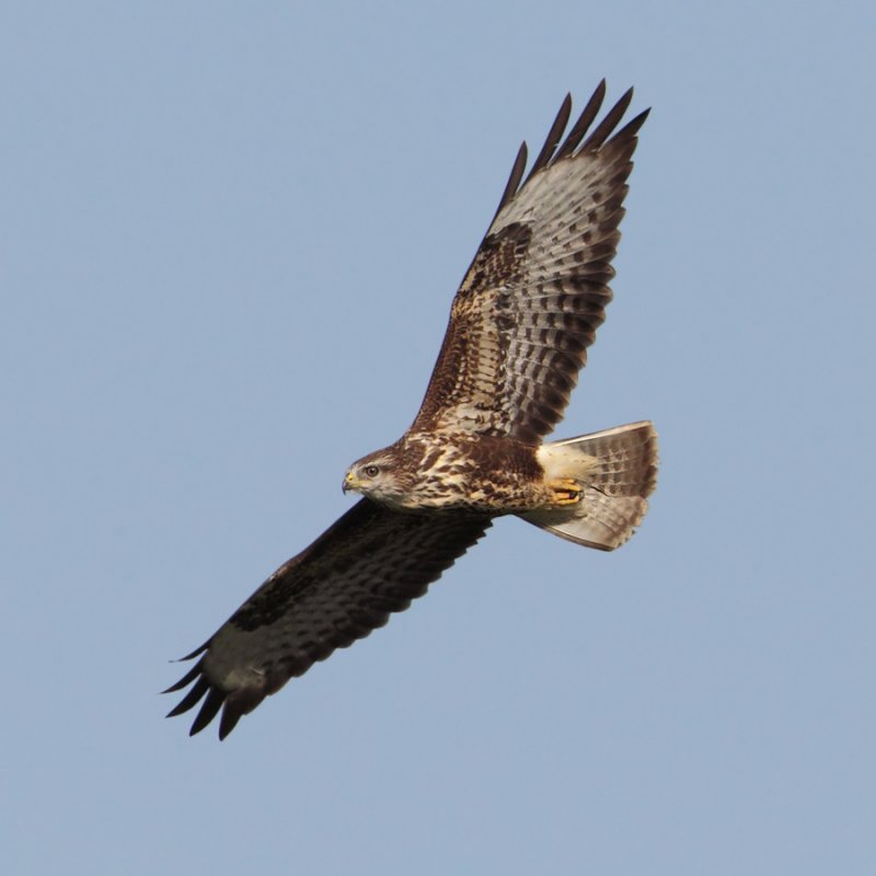 Common buzzard (buteo buteo), Grancy, Switzerland, August 2012