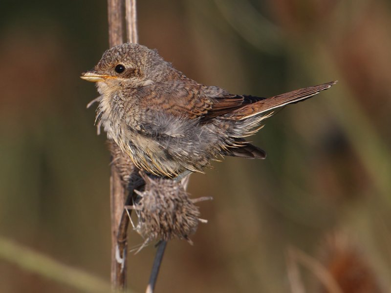 Red-backed shrike (lanius collurio), Vullierens, Switzerland, August 2012