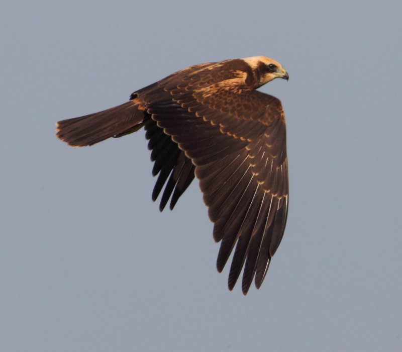 Marsh harrier (circus aeruginosus), Grancy, Switzerland, August 2012