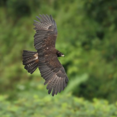 Black eagle (ictinaetus malayensis perniger), Thekkady, India, January 2010