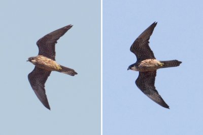 Eleonoras falcon (falco eleonorae), Gialova, Greece, September 2010