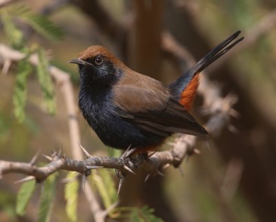 Indian robin (saxicoloides fulicatus), Bundi, India, December 2009