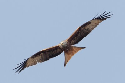 Red kite (milvus milvus), Vullierens, Switzerland, March 2011