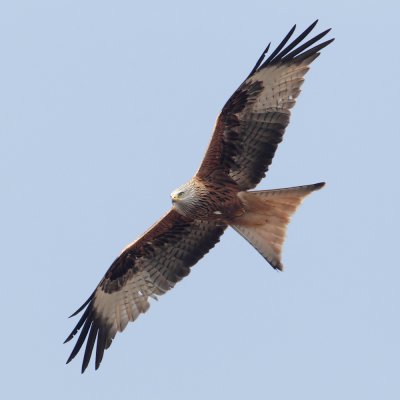 Red kite (milvus milvus), Vullierens, Switzerland, March 2011