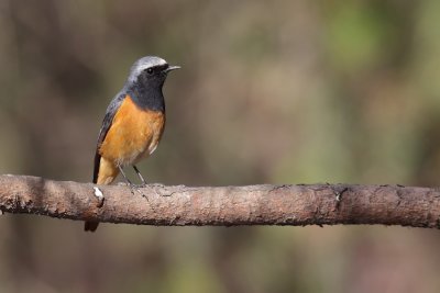 Hodgson's redstart (phoenicurus hodgsoni), Kathmandu, Nepal, March 2011
