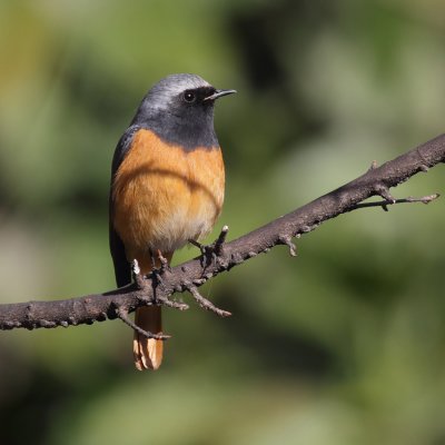 Hodgson's redstart (phoenicurus hodgsoni), Kathmandu, Nepal, March 2011