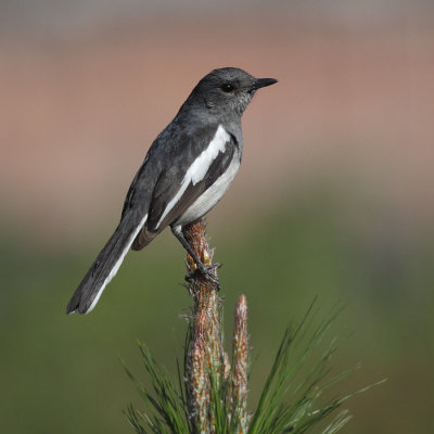 Oriental magpie robin (copsychus saularis), Kathmandu, Nepal, March 2011