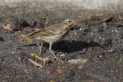 Olive-backed pipit (anthus hodgsoni), Kathmandu, Nepal, March 2011