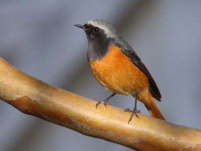 Hodgsons redstart (phoenicurus hodgsoni), Kathmandu, Nepal, March 2011