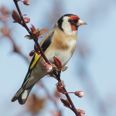 Goldfinch (carduelis carduelis), Echandens, Switzerland, March 2011