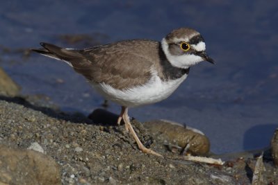 Little ringed plover (charadrius dubius), Leuk, Switzerland, April 2011