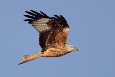 Red kite (milvus milvus), Grancy, Switzerland, April 2011