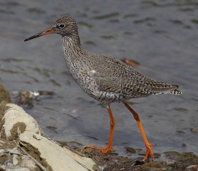 Redshank (tringa totanus), Leuk, Switzerland, April 2011