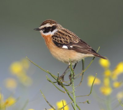 Whinchat (saxicola rubetra), Echandens, Switzerland, April 2011