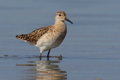 Ruff (philomachus pugnax), Prverenges, Switzerland, April 2011