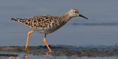 Ruff (philomachus pugnax), Prverenges, Switzerland, April 2011